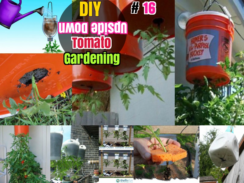 DIY How to Grow Tomatoes Upsie Down in Containers