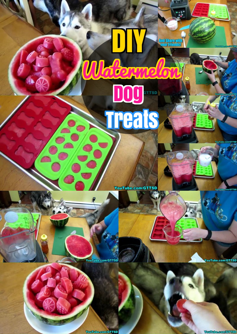 DIY Dog treats : How to Make Frozen Watermelon Dog treats