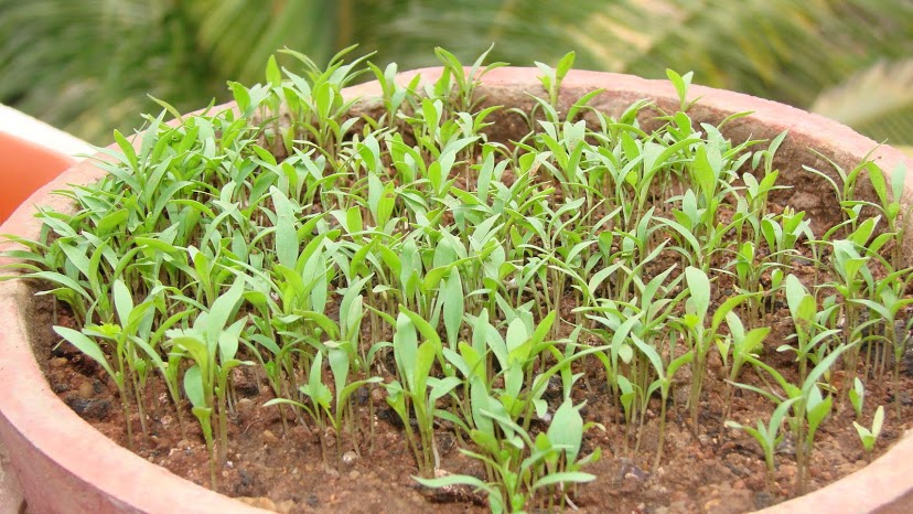 Growing Cilantro herb garden ideas (2)