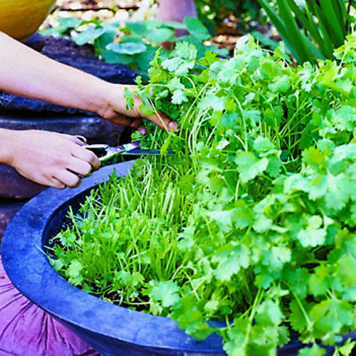 Growing Cilantro herb garden ideas (5)