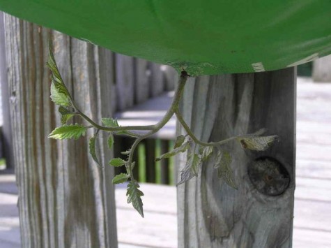 Growing-Tomatoes-Upside-Down