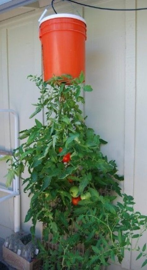 Growing-Tomatoes-Upside-Down