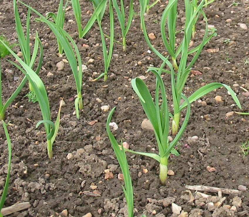 Growing garlic plant