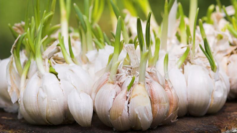 How to grow garlic plants