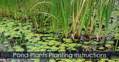 Water-Garden-Pond-Plant-Ideas