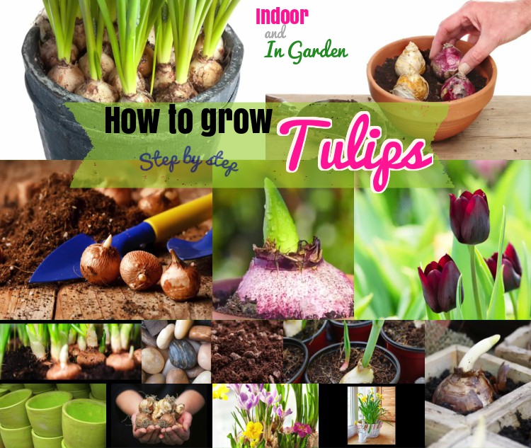 How to grow tulips growing tulips indoor and garden