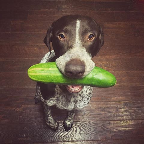 Cucumbers for dos can dogs eat cucumber