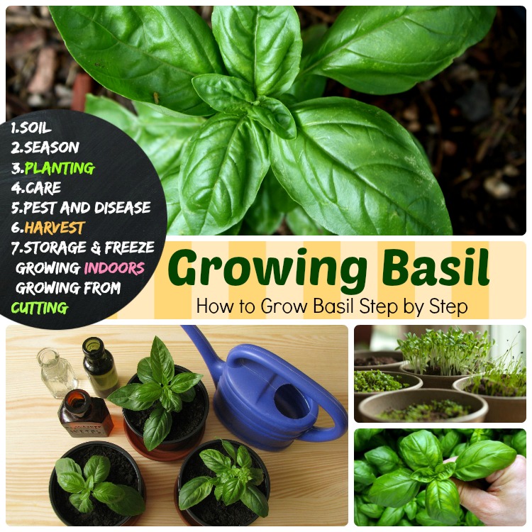 Growing Basil 7 Steps How To Grow Basil Planting To Harvest Storage