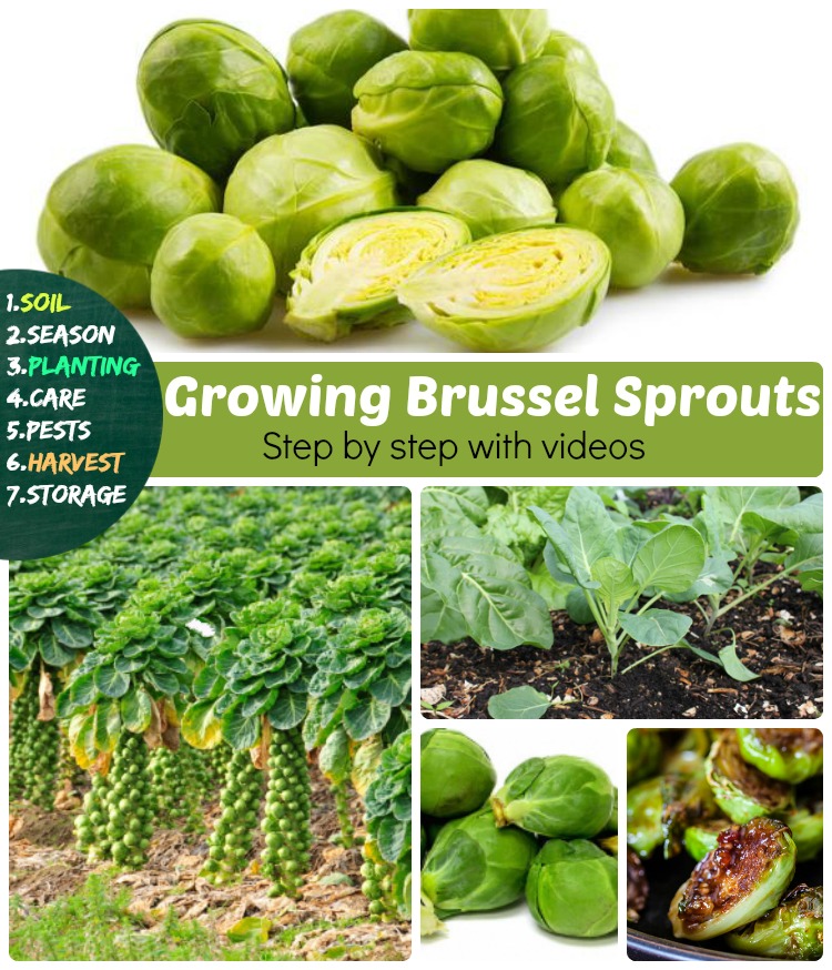 Growing Brussel Sprouts 7 Stages How to grow brussels sprouts