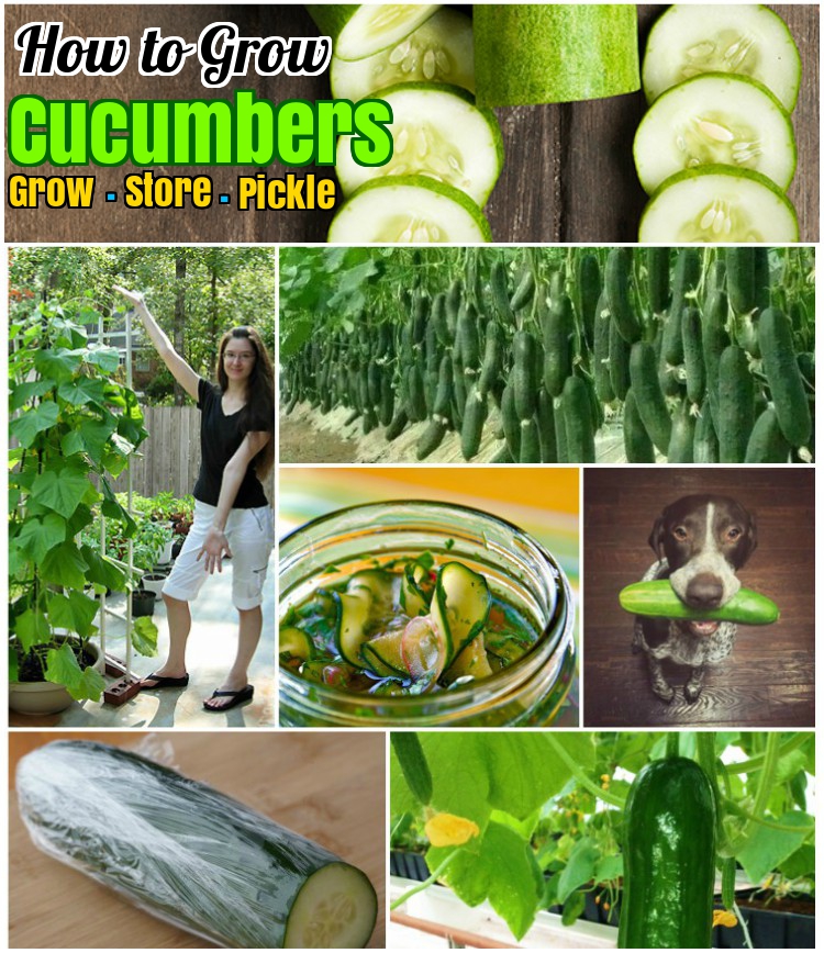 Growing Cucumber  - How to grow cucumber, store, pickle and keep fresh