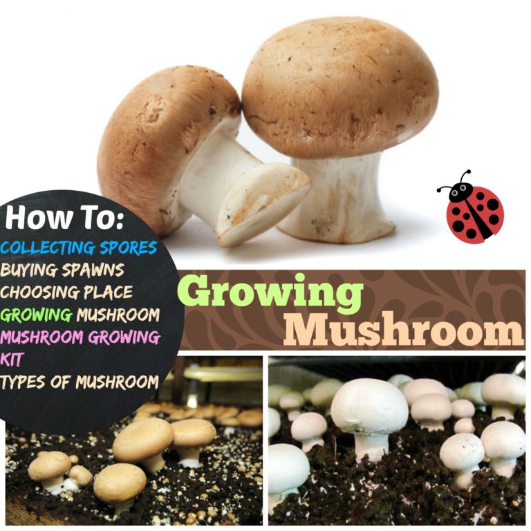 Growing Mushrooms: #4 Stages of Growing Mushroom