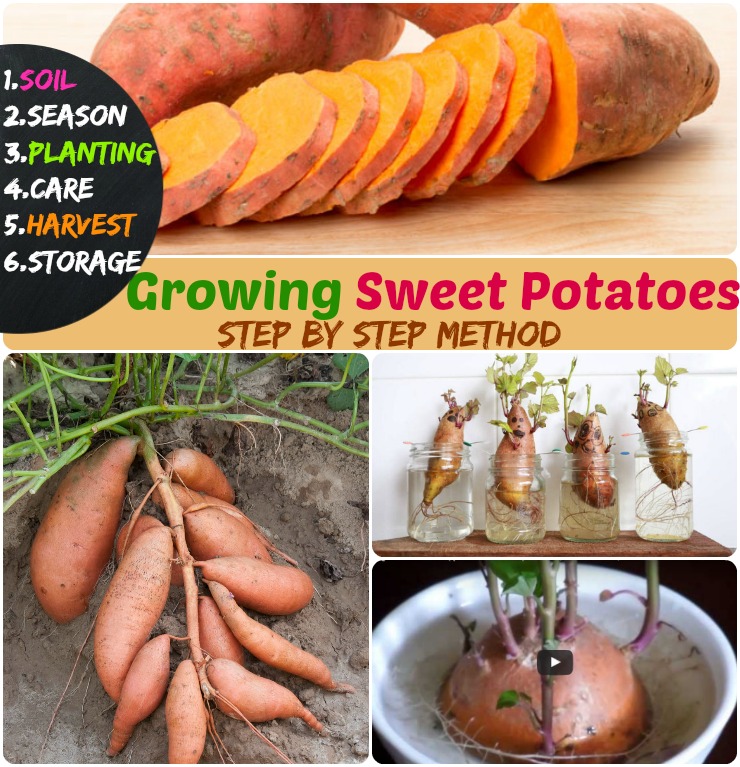 Growing Sweet Potatoes 6 Steps How To Grow Sweet Potatoes