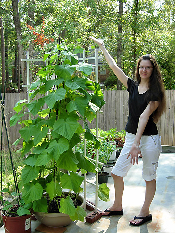 Growing cucumbers in containers pots and bags