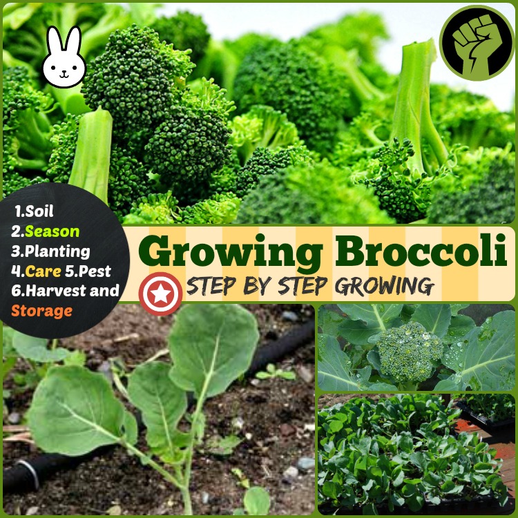 stages of growing broccoli