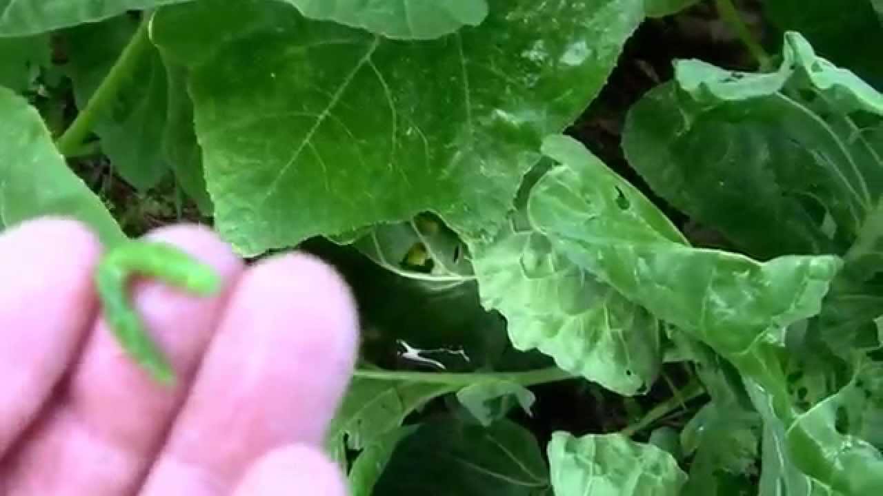 Growing Cabbage Pest and disease control