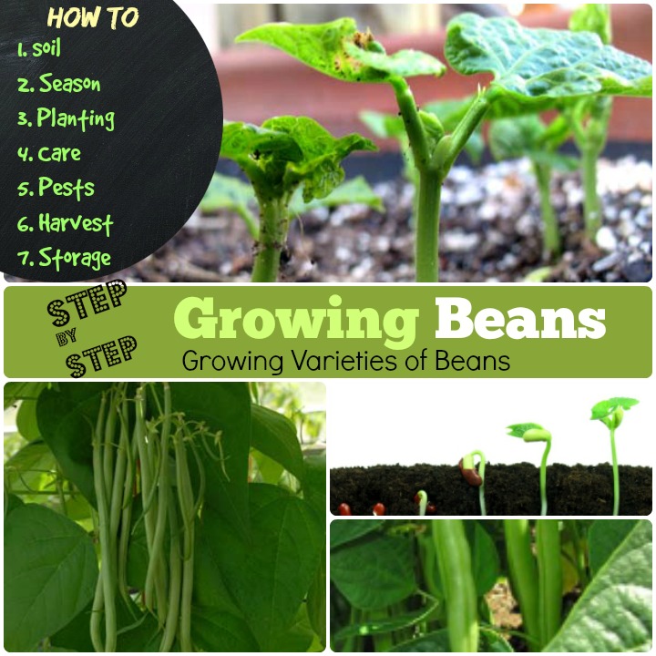 Growing Beans How to grow beans step by step