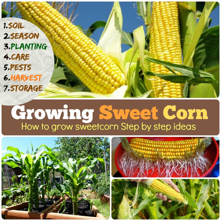 Growing Sweet Corn: How to grow corn step by step ideas