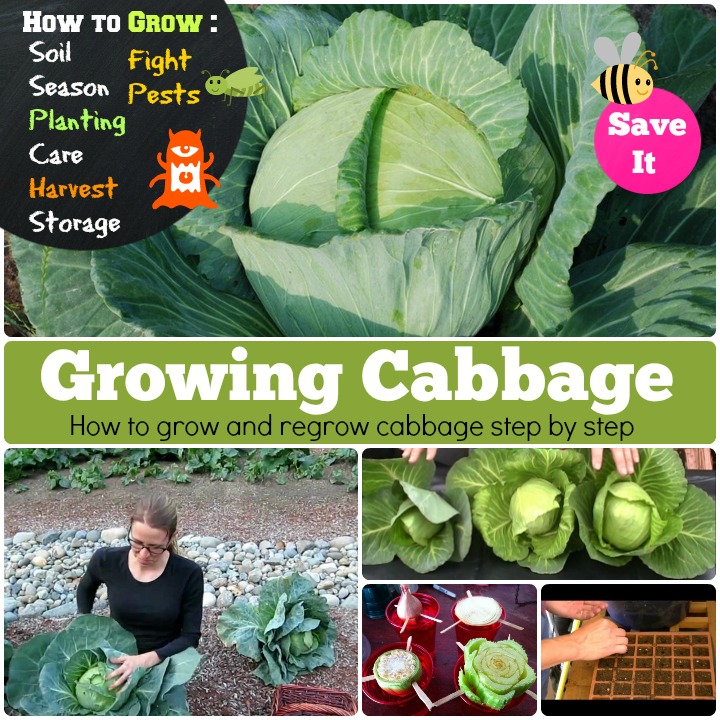 Growing Cabbage how to grow cabbage step by step