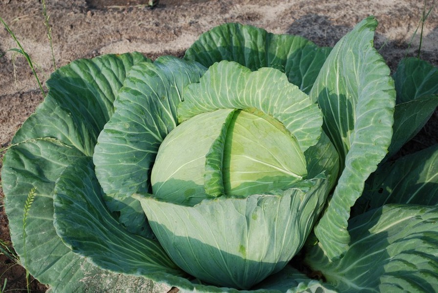 growing-cabbage