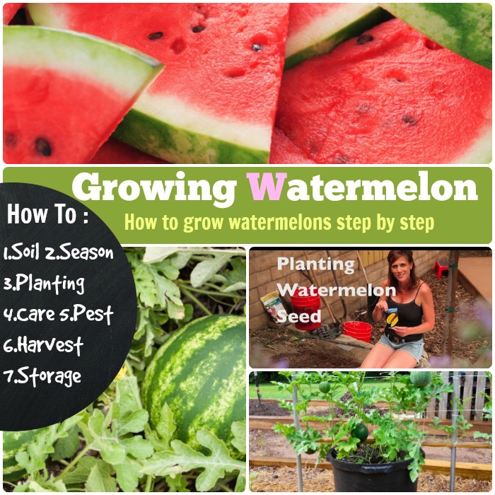 watermelon growing process