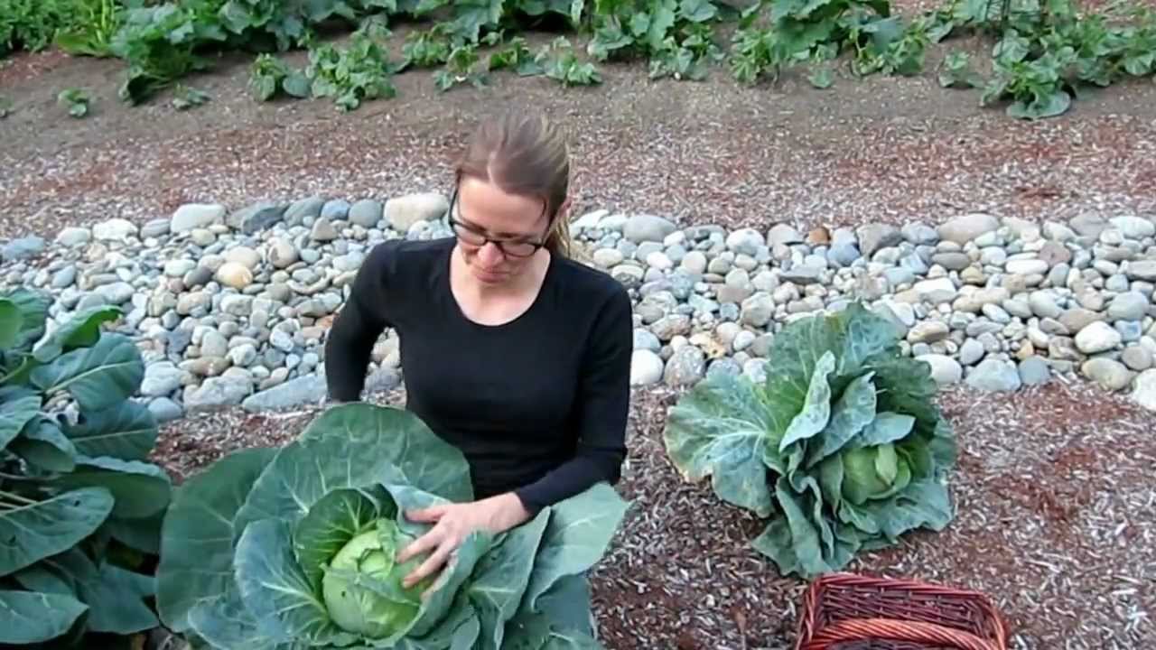 How and when to harvest cabbage