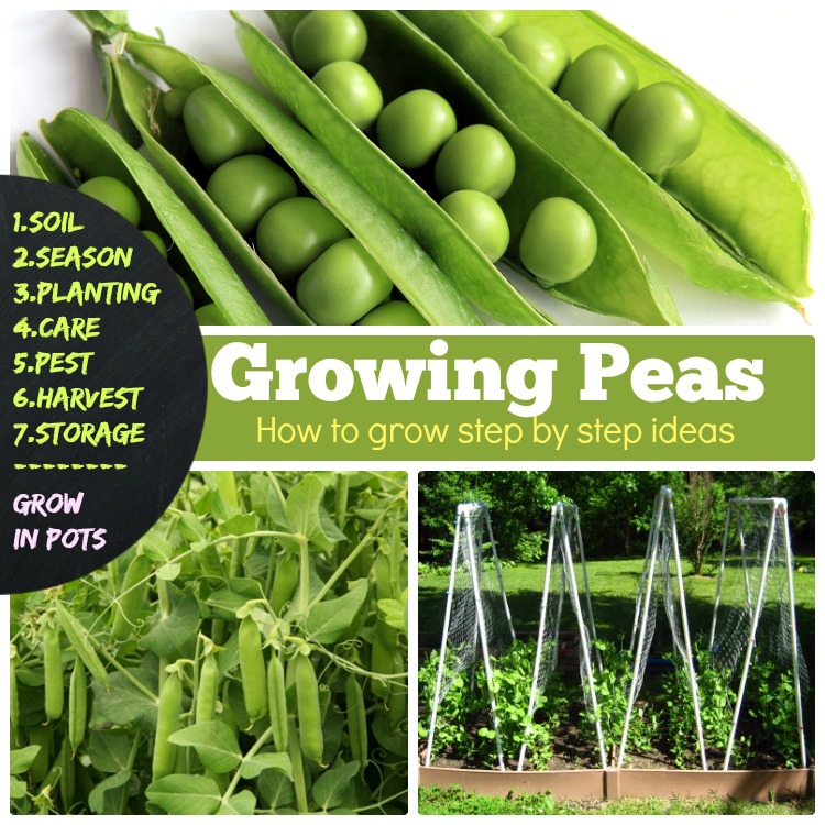 Growing Peas 7 How to grow peas step by step ideas