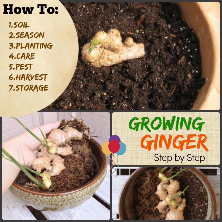 how to grow ginger growing gingerstep by step