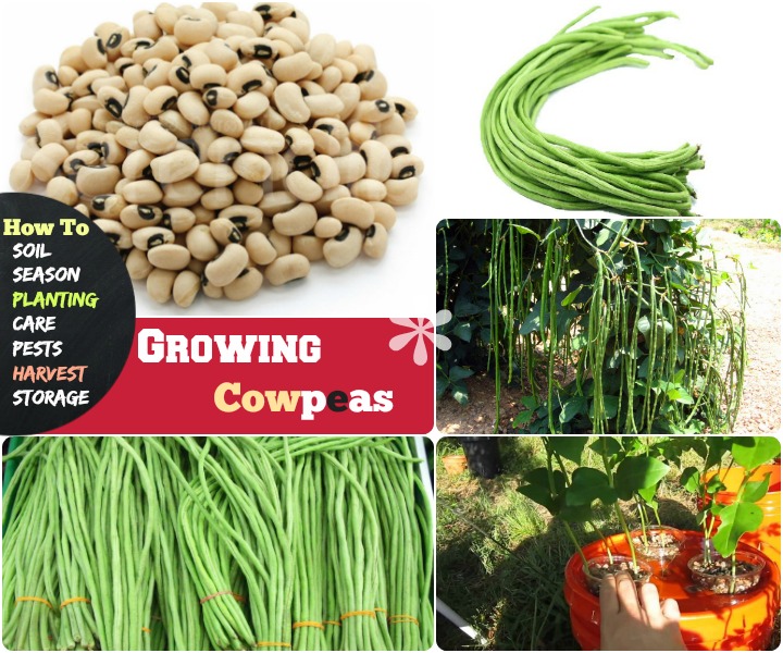 How fast do cowpeas grow