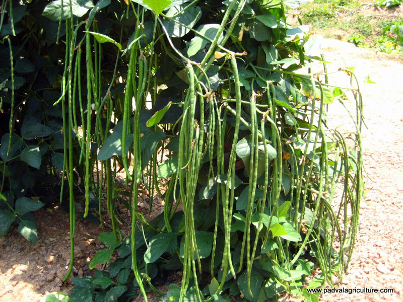 Growing cowpeas step by step ideas for planting