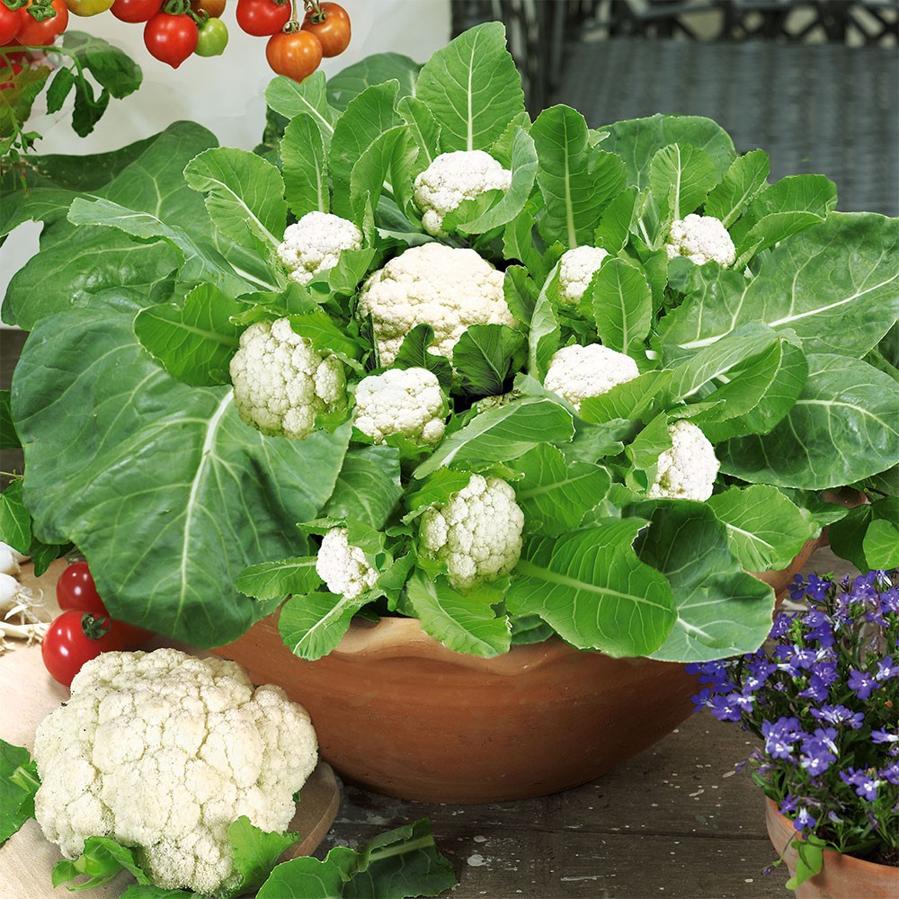 #5 Growing Cauliflower: How to Grow Cauliflower Step by ...