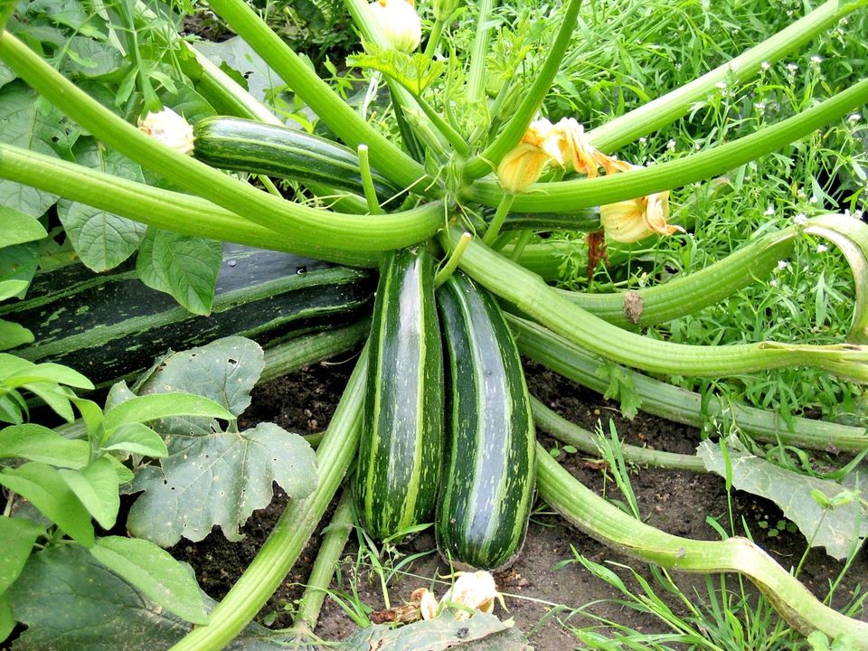 growing-zucchini-how-to-grow-zucchini-step-by-step-ideas